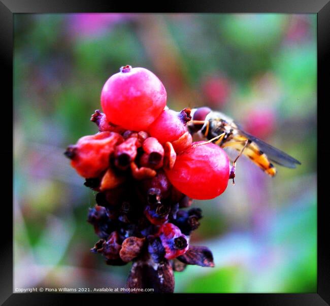 Hoverfly on some berries Framed Print by Fiona Williams
