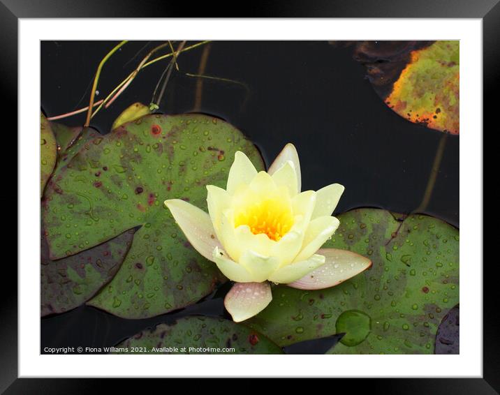 Lily Pad Framed Mounted Print by Fiona Williams