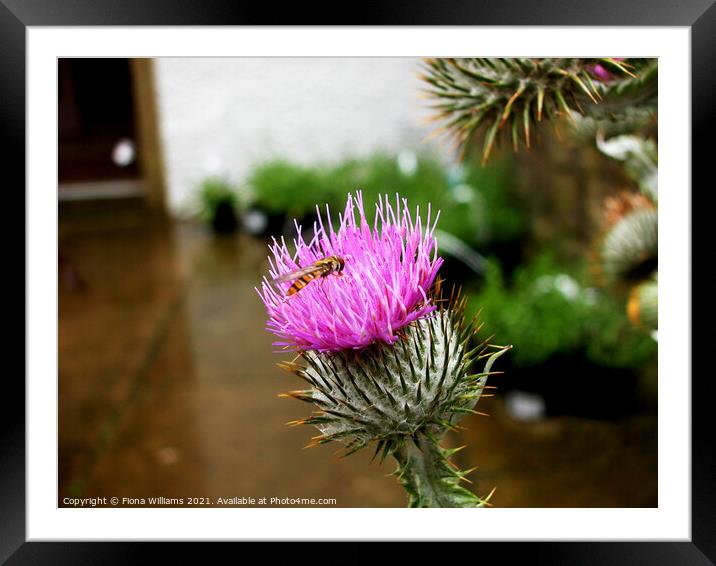 Scottish thistle with hoverfly Framed Mounted Print by Fiona Williams