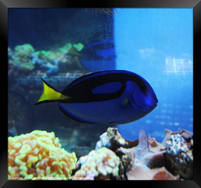 Royal Blue Tang Fish Dory Framed Print by Fiona Williams