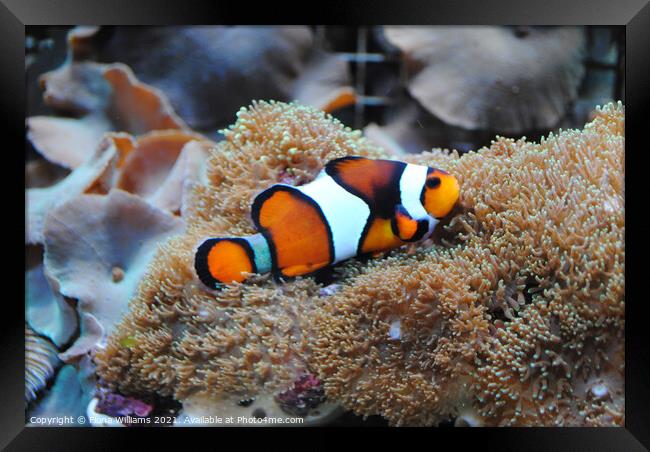 Nemo Clown Fish on his anemone Framed Print by Fiona Williams