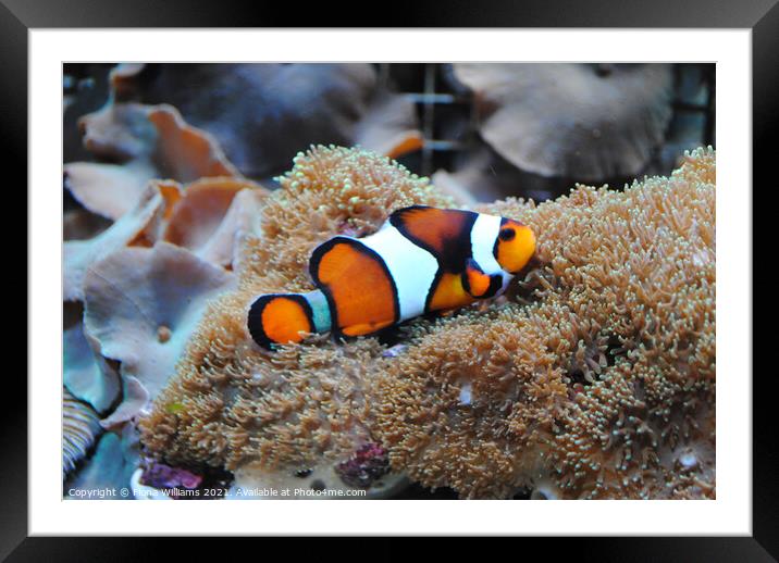 Nemo Clown Fish on his anemone Framed Mounted Print by Fiona Williams