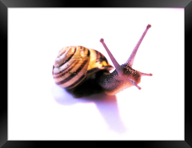 Side facing snail Framed Print by Fiona Williams