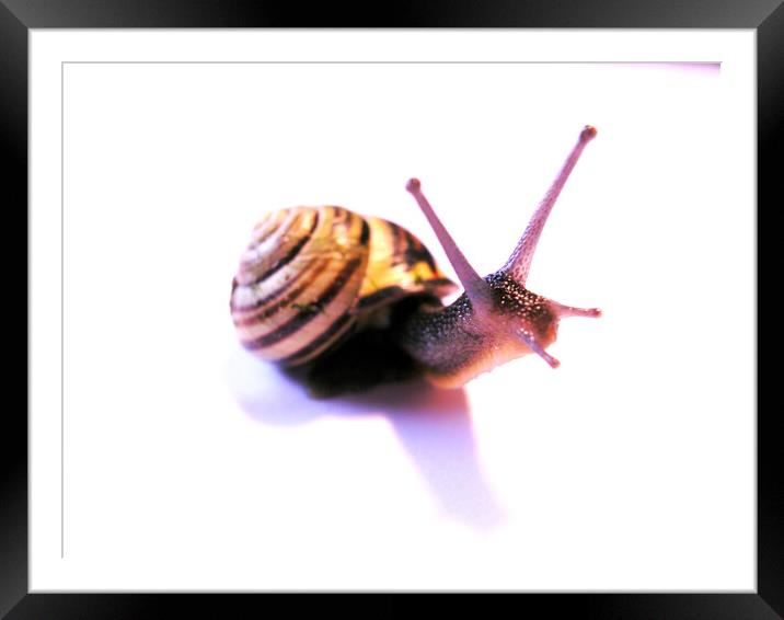 Side facing snail Framed Mounted Print by Fiona Williams