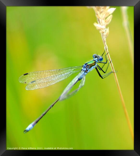 Dragonfly Framed Print by Fiona Williams