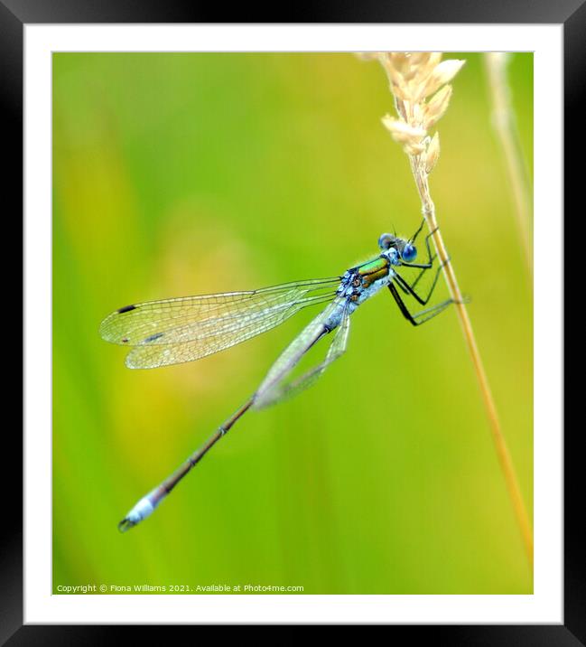 Dragonfly Framed Mounted Print by Fiona Williams