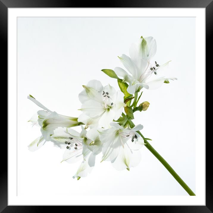 White Orchids Framed Mounted Print by Andy Dow