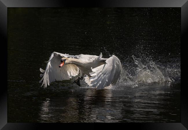 Majestic swan coming in to land Framed Print by Andy Dow