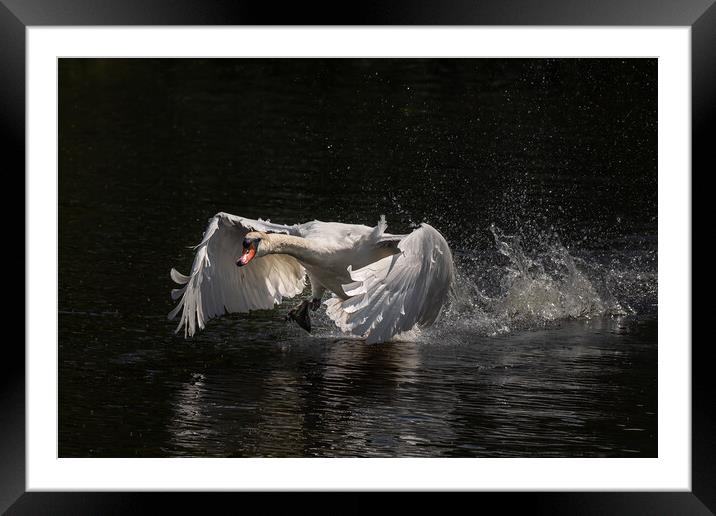 Majestic swan coming in to land Framed Mounted Print by Andy Dow