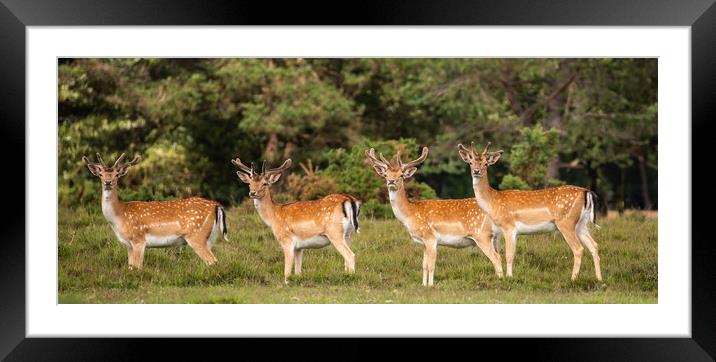 Young stags in the forest Framed Mounted Print by Andy Dow