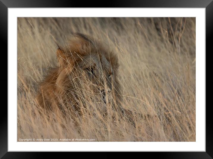 Lion in the grass lands Framed Mounted Print by Andy Dow
