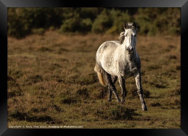 New Forest horse in the sunset Framed Print by Andy Dow