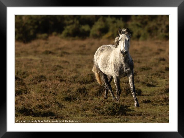 New Forest horse in the sunset Framed Mounted Print by Andy Dow