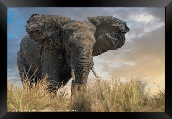 African elephant approaching the Chobe river, Nami Framed Print by Andy Dow