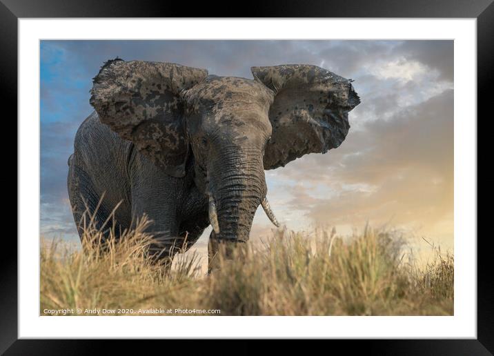 African elephant approaching the Chobe river, Nami Framed Mounted Print by Andy Dow