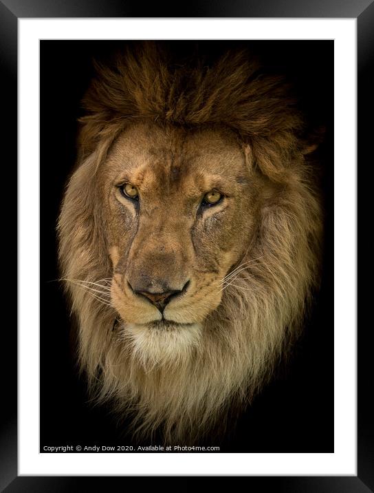 Portrait of an african lion Framed Mounted Print by Andy Dow