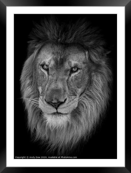 Portrait of an African Lion Framed Mounted Print by Andy Dow