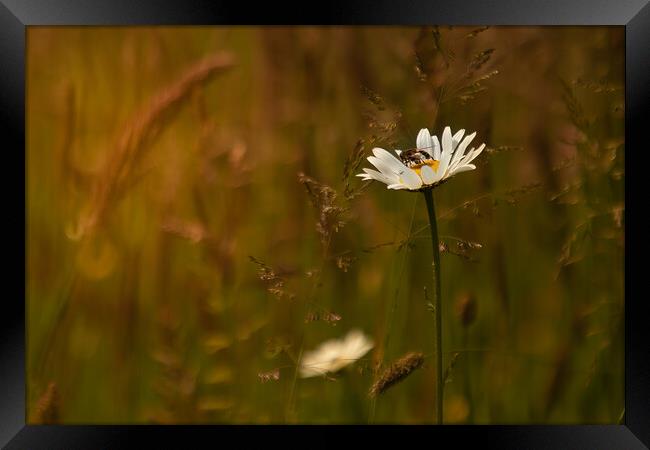 The wasp and the flower in an English meadow Framed Print by Andy Dow