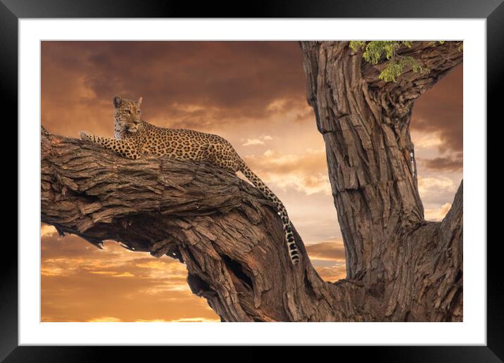 Loepard in the evening Framed Mounted Print by Andy Dow