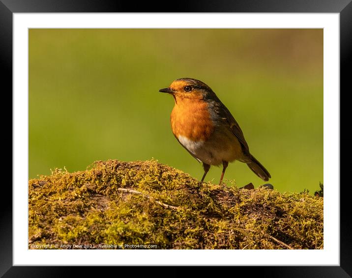 Robin on a log Framed Mounted Print by Andy Dow