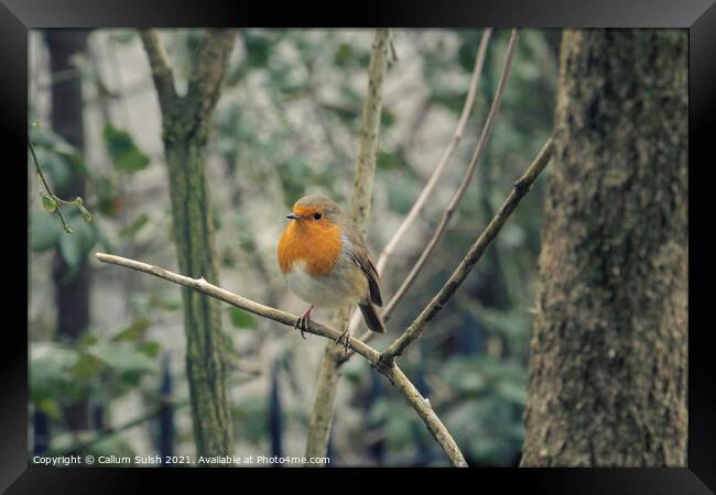 Make sure you get my good side (said Ted The Robin) Framed Print by Callum Sulsh