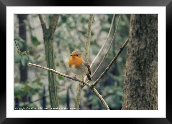 Make sure you get my good side (said Ted The Robin) Framed Mounted Print by Callum Sulsh