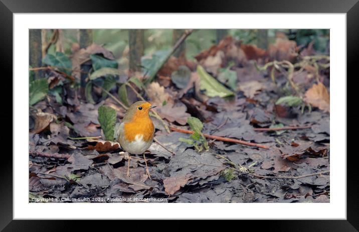 A Robin in The Danger Zone Framed Mounted Print by Callum Sulsh