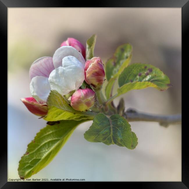 Apple Blossom Framed Print by Alan Barker