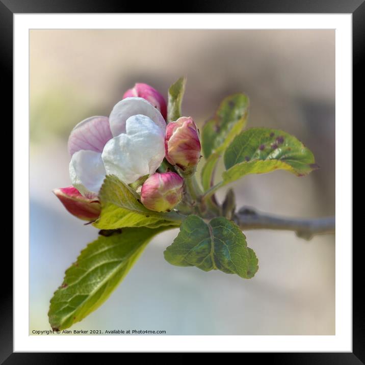 Apple Blossom Framed Mounted Print by Alan Barker