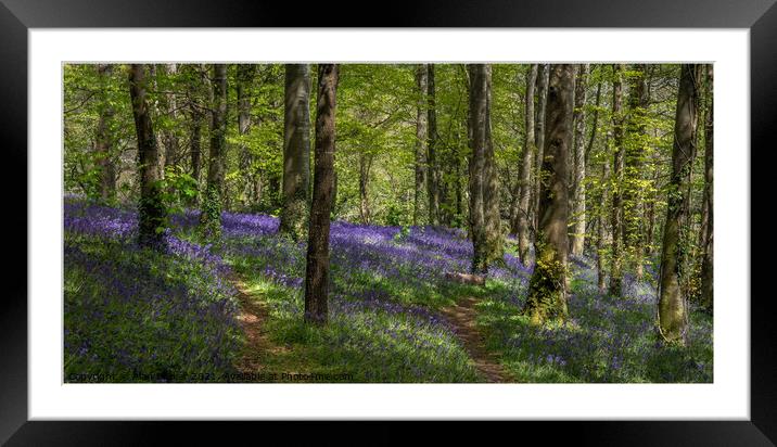 Bluebell Woodland Framed Mounted Print by Alan Barker