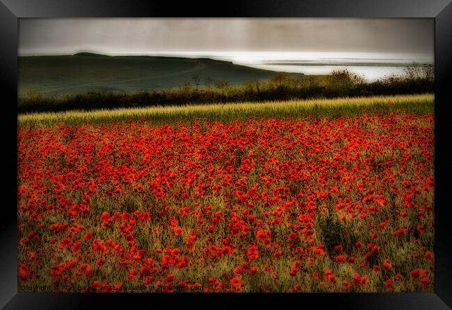 The Poppies of West Pentire, Cornwall Framed Print by Alan Barker