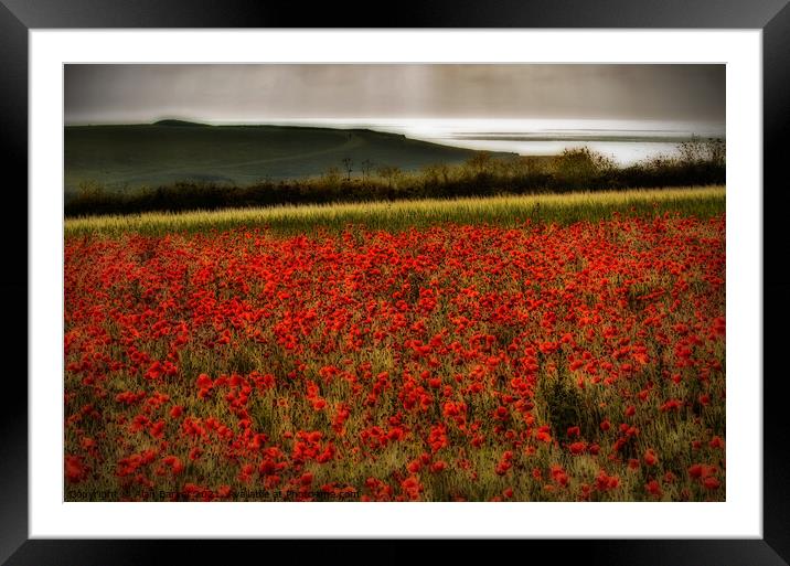 The Poppies of West Pentire, Cornwall Framed Mounted Print by Alan Barker