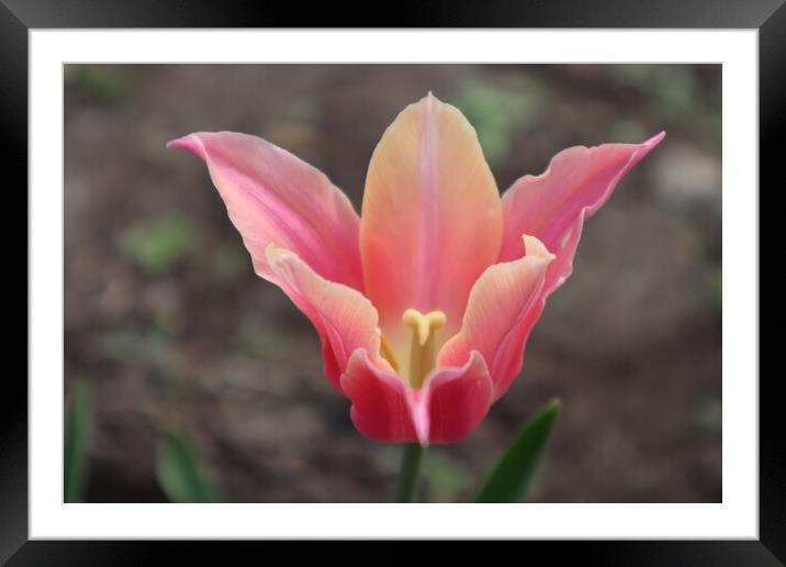 Beautiful pink Tulip flower Framed Mounted Print by Karina Osipova
