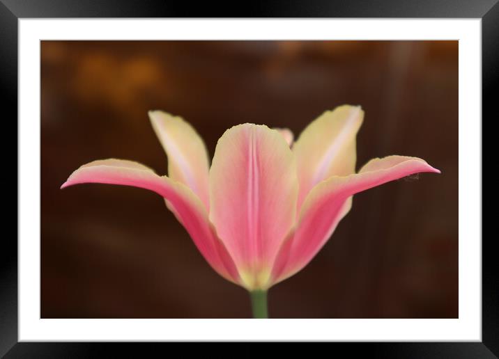 Beautiful pink Tulip flower on brown background Framed Mounted Print by Karina Osipova