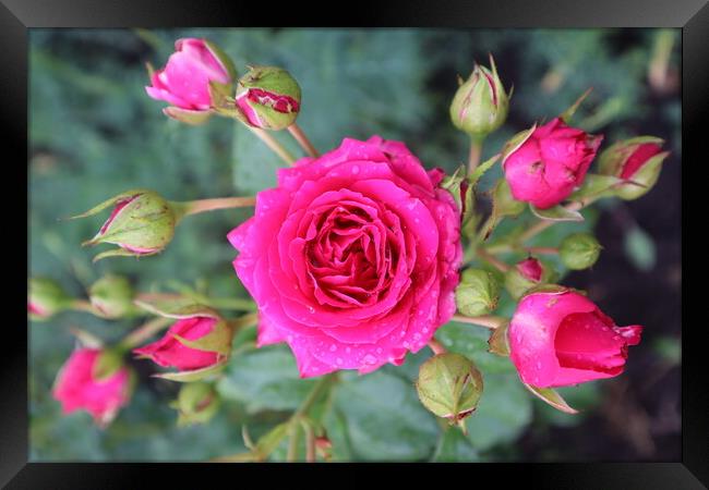 Beautiful pink rose flower with buds on a background of green leaves Framed Print by Karina Osipova