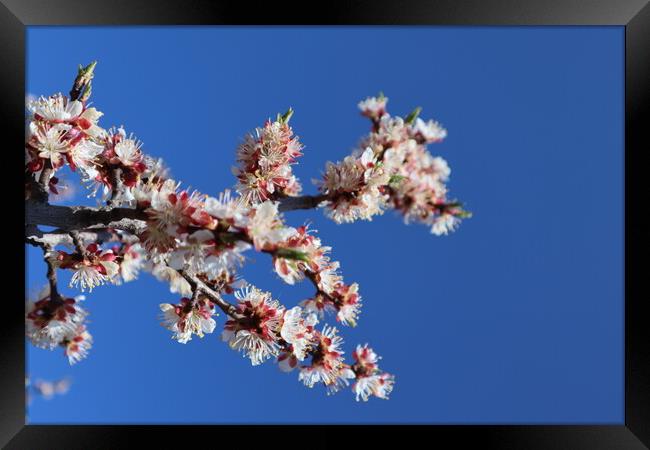 White and pink apricot flowers on a branch and bright blue sky. Plant flower Framed Print by Karina Osipova