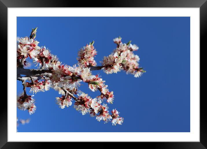 White and pink apricot flowers on a branch and bright blue sky. Plant flower Framed Mounted Print by Karina Osipova