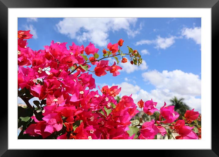 Bright pink flowers on blue sky background in the Dominican Republic Framed Mounted Print by Karina Osipova