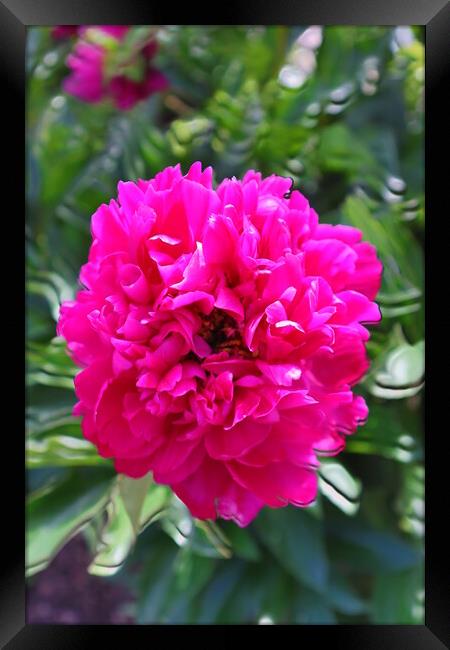 Big bright pink peony flower. Framed Print by Karina Osipova