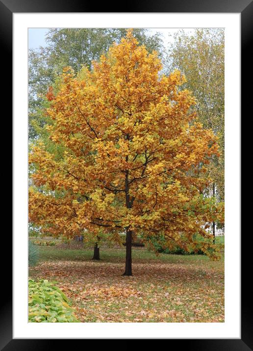 A tree with yellow leaves in autumn in the Park Framed Mounted Print by Karina Osipova