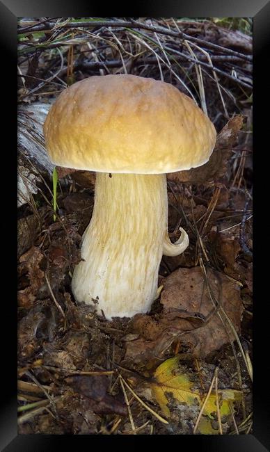 Mushroom in the forest Framed Print by Karina Osipova