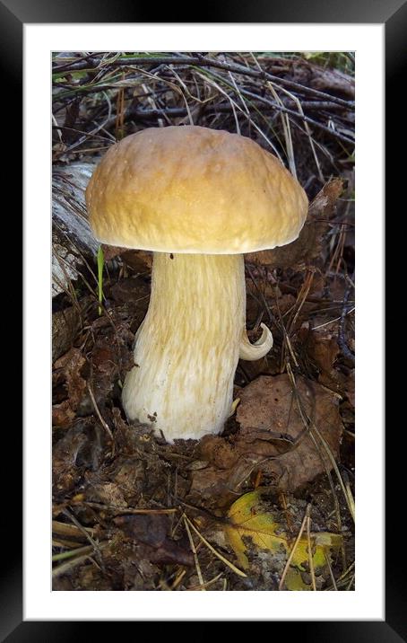 Mushroom in the forest Framed Mounted Print by Karina Osipova