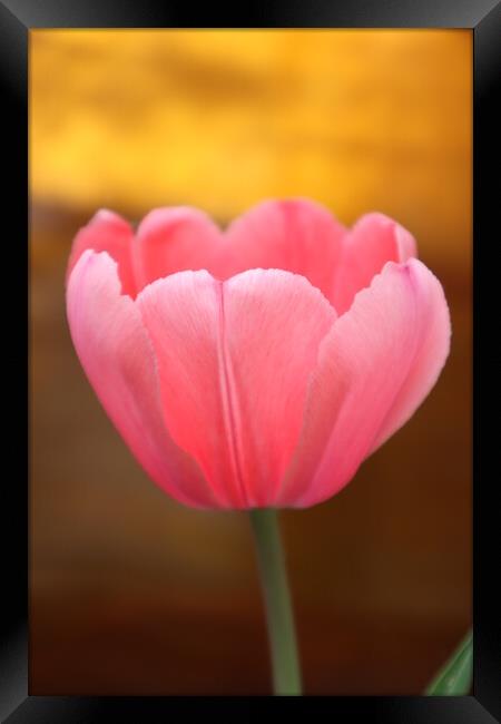 pink Tulip flower Framed Print by Karina Osipova