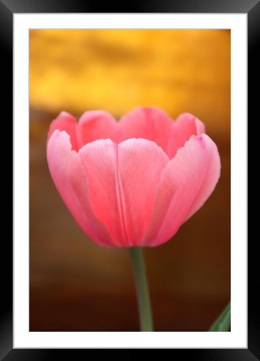 pink Tulip flower Framed Mounted Print by Karina Osipova