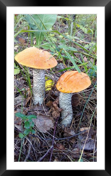 Two mushrooms in the forest. Framed Mounted Print by Karina Osipova