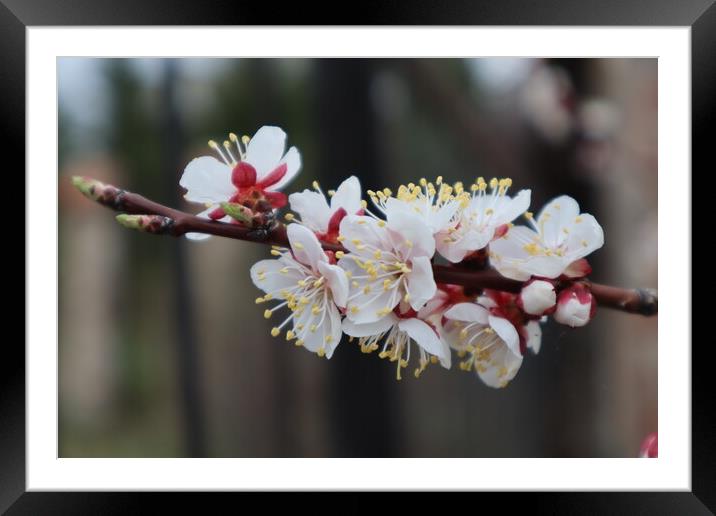 Apricot flowers on a branch in spring.  Framed Mounted Print by Karina Osipova