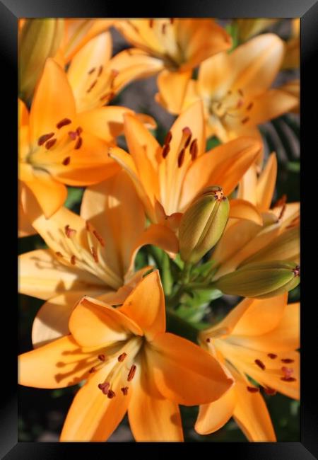 Bouquet of orange lilies Framed Print by Karina Osipova