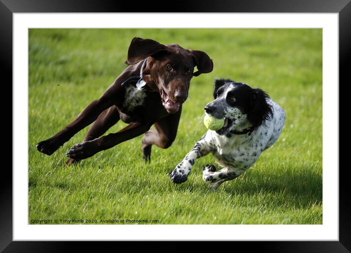 A dog running on a field playing frisbee Framed Mounted Print by Tony Keirle