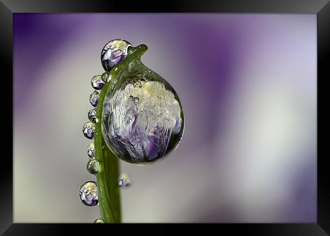 Frozen Flower Refraction  Framed Print by alistair campbell