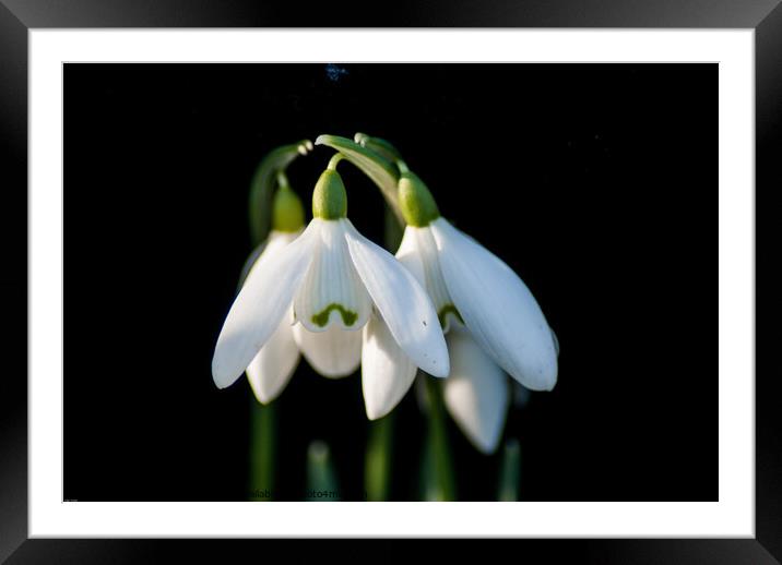 Plant flower Snowdrops Framed Mounted Print by Roger Foulkes